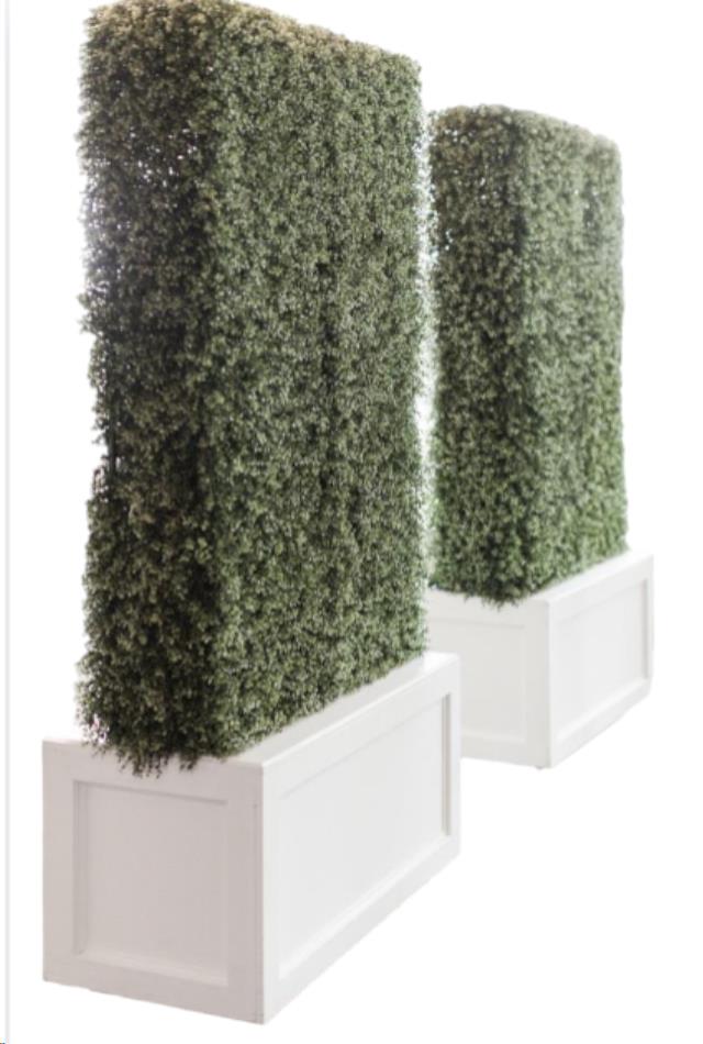 Rental store for Boxwood Hedge  WHITE BASE 6.5 x4 in Memphis TN