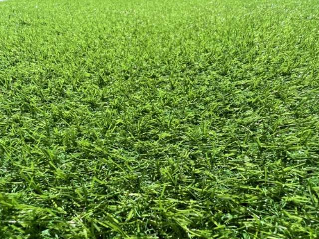 Rental store for Lawn Grass Turf Per Sq. Ft. in Memphis TN